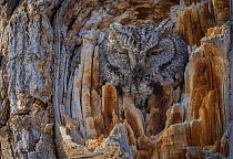 Western screech owl (Megascops kennicottii) is camouflaged as it looks from a tree cavity. Bosque del Apache National Wildlife Refuge, New Mexico, USA, January.