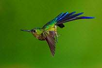 Violet-tailed sylph hummingbird (Aglaiocercus coelestis) in flight, about to land. Ecuador, May.
