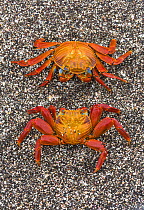 Sally lightfoot crabs (Grapsus grapsus) on the beach at Puerto Egas, Santiago Island, Galapagos, May.