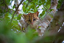 Ocelot (Leopardus pardalis) hiding in a tree. Porto Jofre, Pantanal, Brazil. September.