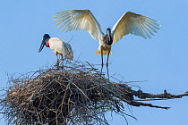Jabiru storks (Jabiru mycteria) at their nest, along the Transpantaneira Highway, Pantanal, Brazil. September.
