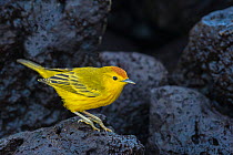 Yellow warbler (Setophaga petechia aureola) on lava rocks. Isabela Island, Galapagos. May.