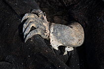 Close up of Marine iguana leg (Amblyrhynchus cristatus) Rabida Island, Galapagos, June.