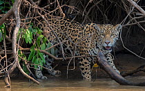 Jaguar (Panthera onca) stalking along the bank of the Cuiaba River. Pantanal, Brazil.