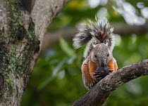 Variegated squirrel (Sciurus variegatoides). San Jose, Costa Rica, December.