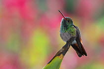 Rufous-tailed hummingbird (Amazilia tzacatl) with heliconia plants adding color in the background. San Jose, Costa Rica, December.