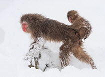 Snow monkey or Japanese macaque (Macaca fuscata) female with baby clinging to her back. Jigokudani, Japan, February.