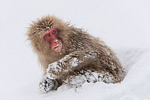 Snow monkey or Japanese macaque (Macaca fuscata). Jigokudani, Japan, February.
