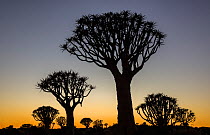 Quiver trees (Aloidendron dichotomum) silhouetted against dawn sky, Namibia, May.