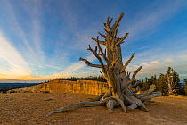 Dead tree at sunset, at Bristlecone Point, Bryce Canyon National Park, Utah, January.