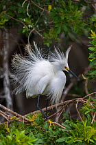 Snowy egret (Egretta thula) shows its breeding plumage. St. Johns Management Area, Florida, USA, March.