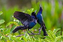 Common grackle pair (Quiscalus quiscula) in courtship display.   Wakodahatchee Wetlands, Florida, USA, April.