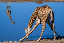Common giraffe (Giraffa tippelskirchi) bending to drink at a waterhole, with another standing on the opposite side of the pool reflected in the water. Klein Namutoni waterhole, Etosha National Park, N...