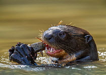 Giant river otter (Pteronura brasiliensis) eating a catfish. Cuiaba River, Pantanal, Brazil, August.