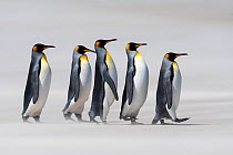 King penguins (Aptenodytes patagonicus) walking in line on a windy beach. Sanders Island, Falklands. November.