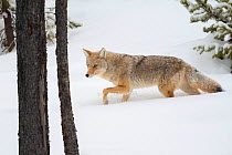 Coyote (Canis latrans) hunting in winter woods, Yellowstone National Park, Wyoming, USA. January.
