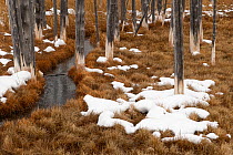 Dead lodgepole pines show their white &#39;bobby socks&#39; from the mineral laden thermal water near Tangle Creek, Yellowstone National Park, Wyoming, USA. January.