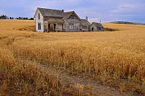 Abandoned house in middle of a wheat field. Palouse farming area, south eastern Washington, USA, August.