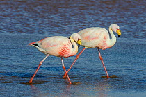 James&#39; flamingo / Puna flamingo (Phoenicoparrus jamesi). Lago Colorado, Bolivia. March.