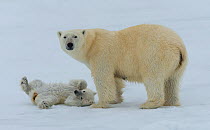 Polar bear (Ursus maritimus) female with her cub, in the pack ice. Spitsbergen, Svalbard, Norway. July.