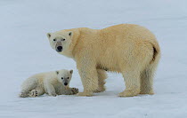 Polar bear (Ursus maritimus) female with her cub, in the pack ice. Spitsbergen, Svalbard, Norway. July.