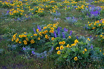 Arrowleaf balsamroot (Balsamorhiza sagittata) and lupine Lupinus lepidus) in the dry hills along the eastern end of the Columbia Gorge. Washington, USA. April.