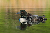 Common loon (Gavia immer) carrying a chick on its back. British Columbia, Canada. June.