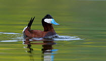 Ruddy duck (Oxyura jamaicensis) in a small marsh pond, doing courtship display where it beats its breast with bill to create bubbles. British Columbia, Canada. June.