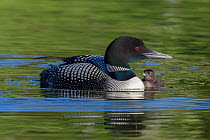 Common loon (Gavia immer) with a chick alongside. British Columbia, Canada. June.