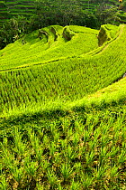 Rice (Oryza sativa) terraces. Jatiluwih Green Land, Bali, Indonesia. 2015.