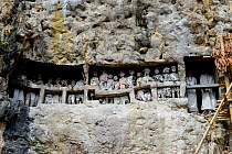 Tau tau, effigies of the dead carved in wood, in walls of Tana Toraja cemetery. The Toraja culture of West and South Sulawesi revolves around death with funeral ceremonies an important part of daily l...