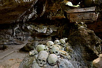 Skulls inside cave of Toraja cemetery. The Toraja culture of West and South Sulawesi revolves around death with funeral ceremonies an important part of daily life. Indonesia. 2015.