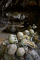 Skulls inside cave of Toraja cemetery. The Toraja culture of West and South Sulawesi revolves around death with funeral ceremonies an important part of daily life. Indonesia. 2015.