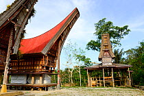 Traditional houses in Tana Toraja village, South Sulawesi, Indonesia. 2015.
