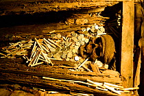 Skull, coins and bones in burial area in cave, Toraja cemetery. The Toraja culture of West and South Sulawesi revolves around death with funeral ceremonies an important part of daily life. Indonesia....