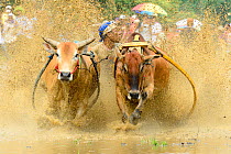 Two oxen pulling man in sled through post-harvest flooded rice field. Rice race during Pacu Jawi, a religious event with parades, ceremonies and weddings. The most powerful cattle are sold for a good...