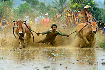 Two oxen pulling man in sled through post-harvest flooded rice field, crowd watching in background. Rice race during Pacu Jawi, a religious event with parades, ceremonies and weddings. The most powerf...