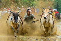 Two oxen pulling man in sled through post-harvest flooded rice field, crowd watching in background. Rice race during Pacu Jawi, a religious event with parades, ceremonies and weddings. The most powerf...