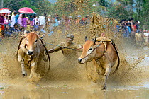 Oxen, two pulling man in sled through post-harvest flooded rice field, crowd watching on bank. Rice race during Pacu Jawi, a religious event with parades, ceremonies and weddings. The most powerful ca...
