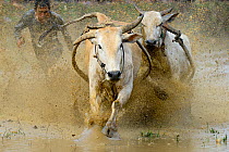 Two oxen pulling man in sled through post-harvest flooded rice field. Rice race during Pacu Jawi, a religious event with parades, ceremonies and weddings. The most powerful cattle are sold for a good...