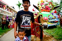 Man and boy holding Oxen in costume with flower headdress in parade. During Pacu Jawi religious event, Southern Sumatra, Indonesia. 2015.