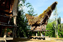 Traditional houses in Tana Toraja. Toraja is an ethnic group in West and South Sulawesi. Indonesia. 2015.