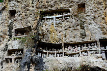 Tau tau effigies of the dead carved in wood, displayed in rockface, Tana Toraja. Toraja is an ethnic group in West and South Sulawesi. The culture revolves around death with funeral ceremonies an impo...