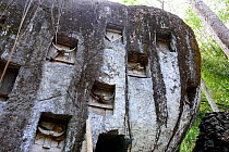 Toraja cemetery inside caves and rock walls, Tana Toraja. Toraja is an ethnic group in West and South Sulawesi. The culture revolves around death with funeral ceremonies an important part of daily lif...