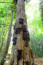 Funeral tree for deceased babies, Tana Toraja. Toraja is an ethnic group in West and South Sulawesi. The culture revolves around death with funeral ceremonies an important part of daily life. Indonesi...