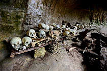 Skulls and bones in cave, Toraja cemetery. The Toraja culture of West and South Sulawesi revolves around death with funeral ceremonies an important part of daily life. Indonesia. 2015.