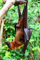 Large flying fox (Pteropus vampyrus) hanging upside down on garden tree. Bali Island, Indonesia.