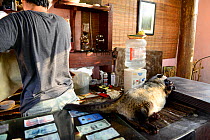 Coffee shop with Asian palm civet (Paradoxurus hermaphroditus) on counter. Many civets are drugged to sleep quietly and not escape. Coffee beans are fed to civets, ferment in the gut, excreted and use...