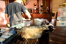 Asian palm civet (Paradoxurus hermaphroditus) lying down on coffee shop counter. Many civets are drugged to sleep quietly and not escape. Coffee beans are fed to civets, ferment in the gut, excreted a...