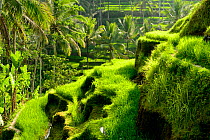 Narrow Rice (Oryza sativa) terraces. Jatiluwih Green Land, Bali, Indonesia. 2015.